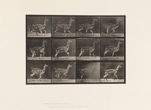 プレート743。グアナコ；ギャロッピング 作： Eadweard Muybridge