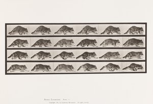 プレート744アライグマ、歩行、疾走への変化 作： Eadweard Muybridge