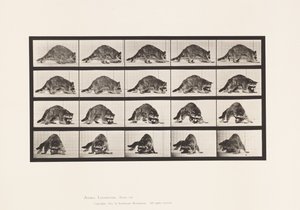 プレート745アライグマ・歩く・振り向く 作： Eadweard Muybridge