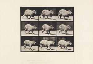 プレート746カピバラ、歩く 作： Eadweard Muybridge