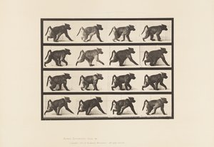 プレート747ヒヒ、四つん這いで歩く 作： Eadweard Muybridge