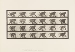 プレート748ヒヒ、四つん這いで歩く 作： Eadweard Muybridge