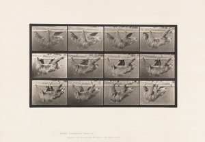 プレート750ナマケモノ、歩く、水平の棒に吊るされる 作： Eadweard Muybridge