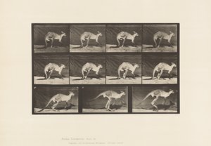 プレート 751カンガルー、四つん這いで歩く、ジャンプに変更 作： Eadweard Muybridge