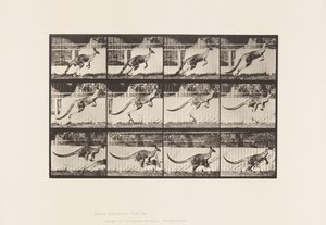 プレート 752カンガルーのジャンプ 作： Eadweard Muybridge