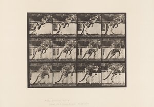 プレート753。カンガルーのジャンプ 作： Eadweard Muybridge