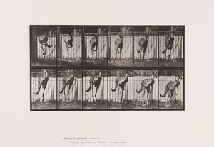 プレート 754カンガルーのジャンプ 作： Eadweard Muybridge