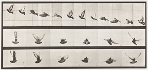 プレート755ハト、飛ぶ 作： Eadweard Muybridge