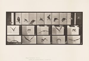 プレート764フィッシュホーク；フライング 作： Eadweard Muybridge