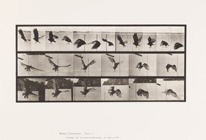 プレート767ハゲタカ、飛ぶ 作： Eadweard Muybridge