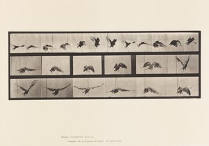 プレート768ハゲタカ、飛ぶ 作： Eadweard Muybridge