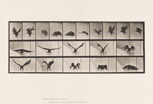 プレート769アメリカン・イーグル、フライング 作： Eadweard Muybridge