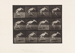 プレート 774歩く 作： Eadweard Muybridge