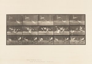 778枚目コウノトリ、その他、A、B、C