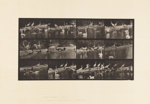 プレート779コウノトリ、ハクチョウ、その他 作： Eadweard Muybridge