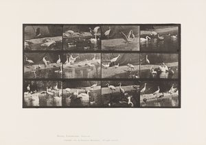 プレート780コウノトリ、ハクチョウ、その他 作： Eadweard Muybridge