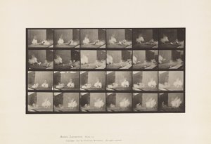 プレート781魚雷におびえるニワトリたち 作： Eadweard Muybridge