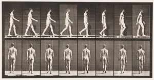 プレート8。ウォーキング 作： Eadweard Muybridge