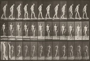  作： Eadweard Muybridge