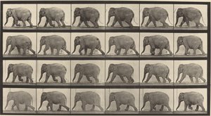 プレート番号 733. ゾウの散歩 作： Eadweard Muybridge
