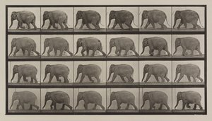 プレート番号733。象の散歩 作： Eadweard Muybridge
