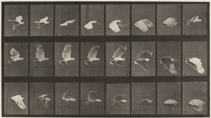 プレート番号758飛ぶオウム、1887年（写真） 作： エドワード・マイブリッジ
