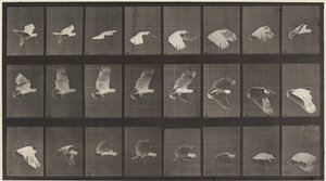 プレート番号 758。飛んでいるオウム