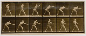 ピュージリストの一撃（『Animal Locomotion』より 作： Eadweard Muybridge