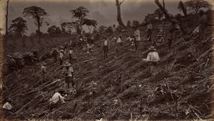 1875年、アンティグア・デ・グアテマラでのコーヒー農園の立ち上げ。 作： エドワード・マイブリッジ