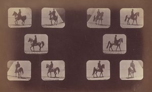短縮の研究。 馬。 歩く。 マホメット。 第119号～第120号 作： Eadweard Muybridge