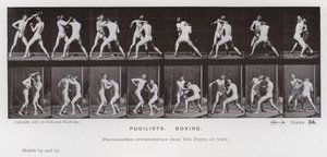 動いている人間の姿。闘士、ボクシング（モノクロ写真 作： Eadweard Muybridge