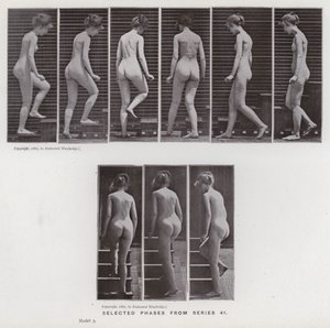 動きのある人間像。シリーズ41からの選択段階（モノクロ写真 作： Eadweard Muybridge