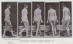 動きのある人間像。シリーズ43からの選択段階（モノクロ写真 作： Eadweard Muybridge