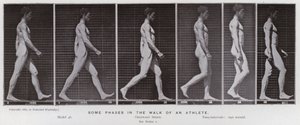 動きのある人間像。アスリートの歩き方のいくつかの段階（モノクロ写真 作： Eadweard Muybridge