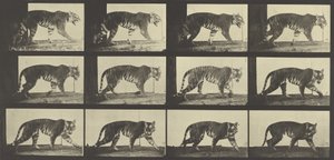 トラの歩行、動物の移動からのプレート729、1887 作： Eadweard Muybridge