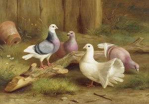 鳩 作： Edgar Hunt