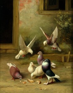 餌を食べる鳩 作： Edgar Hunt