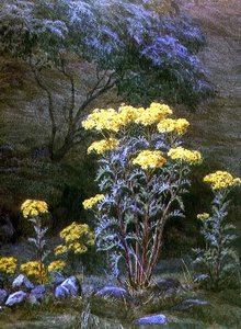土手のヨモギ」（水彩・紙）