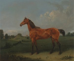 野原のベイホース 作： Edmund Bristow