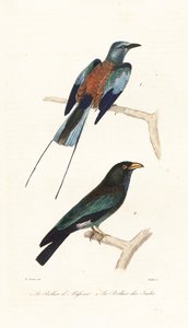 アビシニアン ローラーとドル鳥。