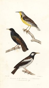 メドウヒバリ、ムクドリ、ハヤブサ。 作： Edouard (after) Travies