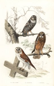 Eurasian tawny owl, hawk owl and short-eared owl.   1411745   ja       japanese Successfully Translated  Original: Saint Barbara, c. 1500. Translat: Saint Barbara, c. 1500. 1205023 ja japanese Successfully Translated Original: Jacobus Scheltema (1767-1835)