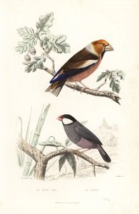 シメと文鳥。 作： Edouard (after) Travies