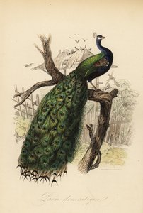 インドクジャク（Pavo cristatus 作： Edouard (after) Travies