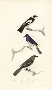 パイド ヒタキ、青と白のヒタキ、ニュージーランド ファンタ 作： Edouard (after) Travies