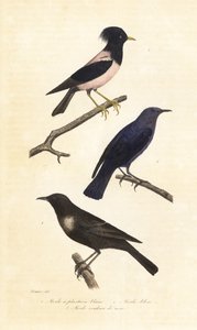 リングウーゼル、ブルー ロック ツグミ、バラ色のムクドリ。 作： Edouard (after) Travies