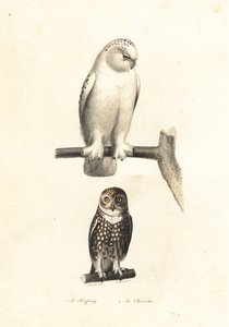 シロフクロウとユーラシアのピグミー フクロウ。