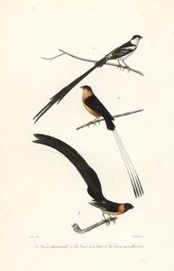 ホワイダ鳥。 作： Edouard (after) Travies