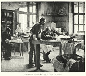 比較解剖学の研究室（彫刻 作： Edouard Gelhay