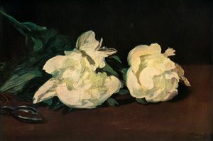 白牡丹、1864、1937。 作： Édouard Manet